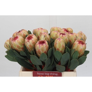 Protea Grandicolor