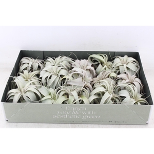 arr3 CP - Xerographica x15