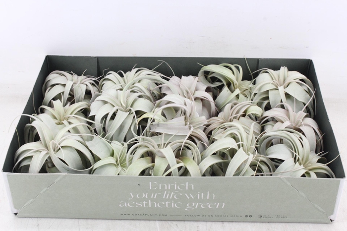 <h4>arr3 CP - Xerographica x15</h4>