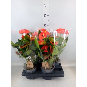 Anthurium andr. 'Sierra Orange'