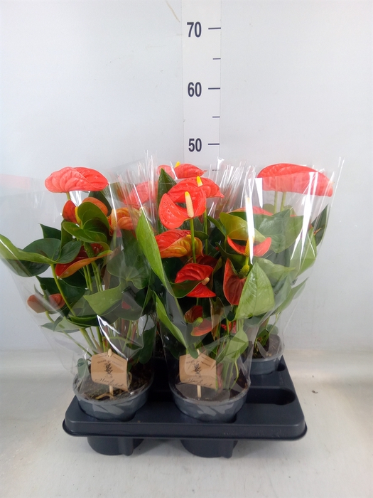 <h4>Anthurium andr. 'Sierra Orange'</h4>
