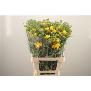 Ran N Modern Proxima