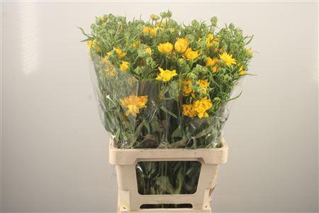 Ran N Modern Proxima