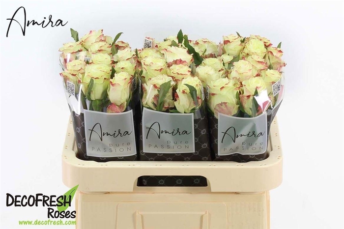 <h4>R Gr Ov Wit</h4>