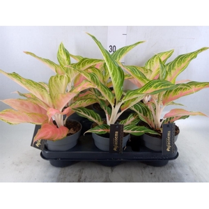 Aglaonema   ...