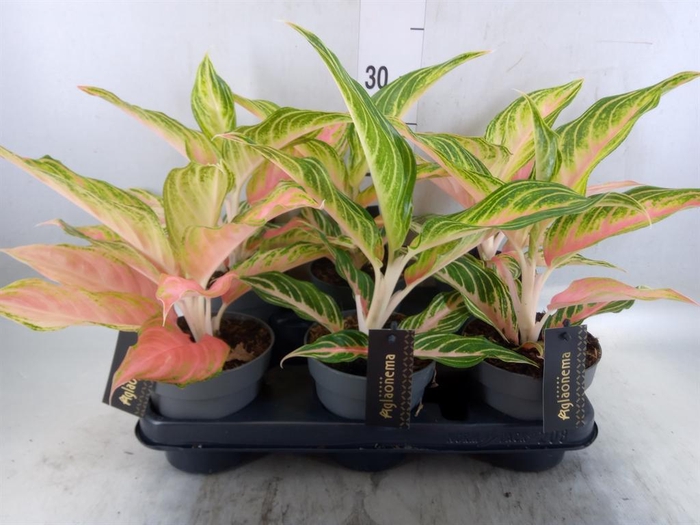 <h4>Aglaonema   ...</h4>