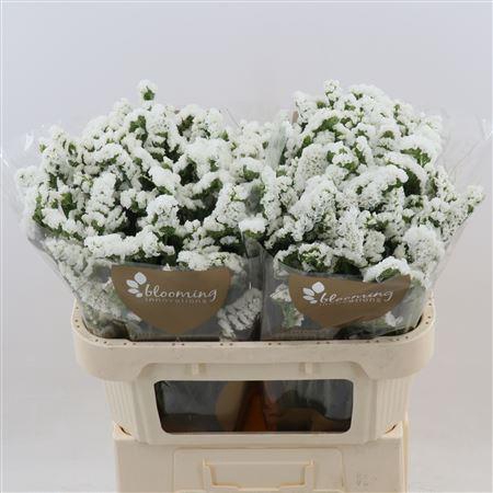 <h4>Statice Silvery Sun Birds | Heavy Quality</h4>