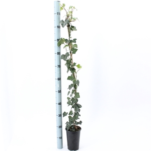 Hedera hibernica 80-100 cm (gestokt)