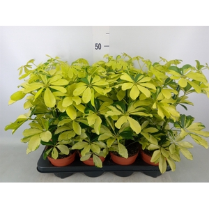 Schefflera arbor. 'Melanie'