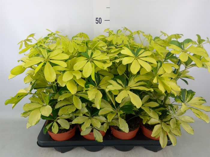 <h4>Schefflera arbor. 'Melanie'</h4>