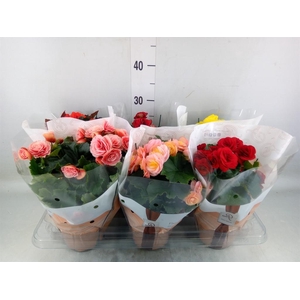 Begonia elat. DU   ...mix