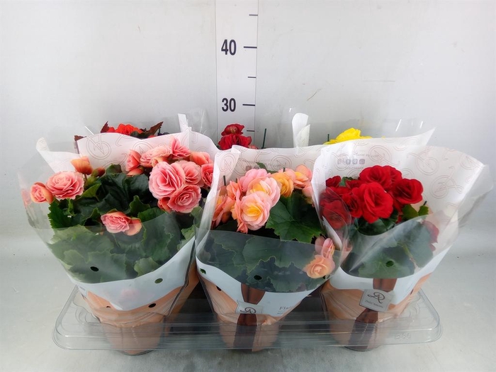 <h4>Begonia elat. DU   ...mix</h4>