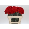 Dianthus St Gennaro