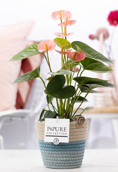<h4>Anthurium pink (Spirit) in P&PURE Fashionpot Valerie</h4>