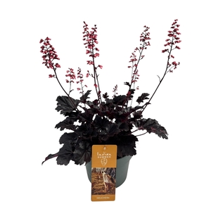Heuchera Indian Summer P19 Blooming Black