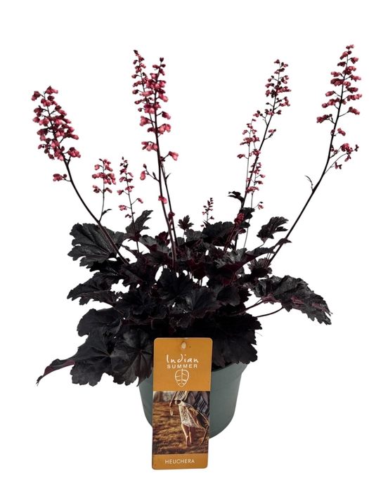 <h4>Heuchera Indian Summer P19 Blooming Black</h4>