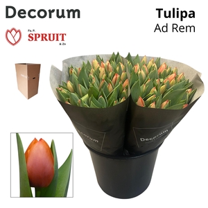 TU EN AD REM Aqua Box 50