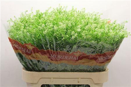 <h4>Lep Ru Green Bell</h4>