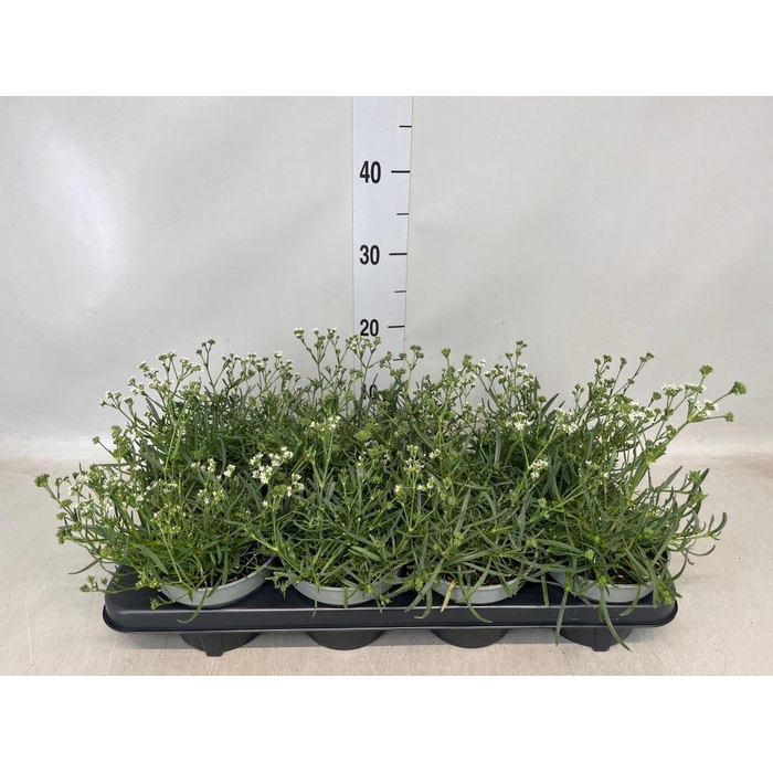 <h4>Gypsophila   ...</h4>
