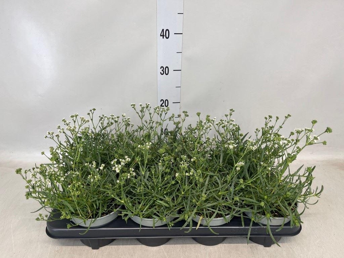 Gypsophila   ...