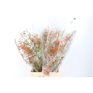 Rosa Corallo 80cm Ptk