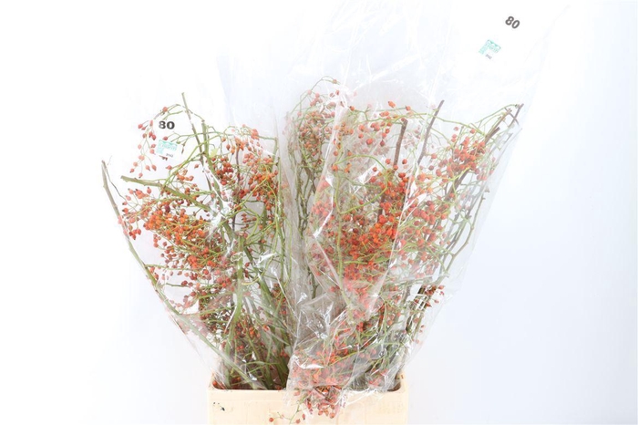 <h4>Rosa Corallo 80cm Ptk</h4>