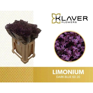 Limonium Safora Dark Blue  Klaver