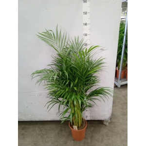Dypsis lutescens   ...Chrysalidoca