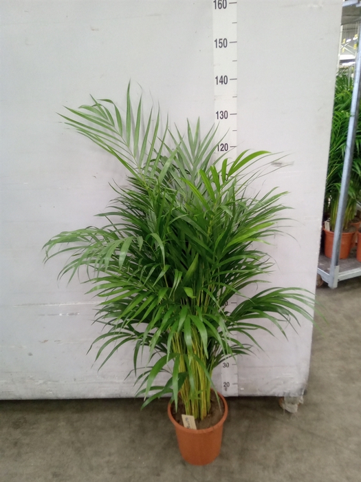 <h4>Dypsis lutescens   ...Chrysalidoca</h4>