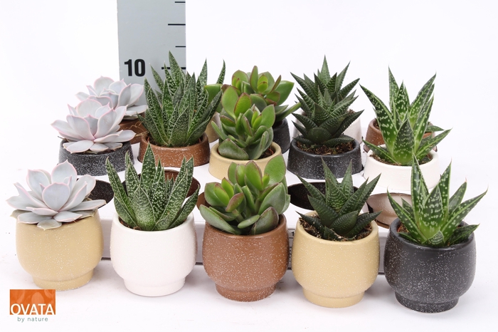 <h4>SUCC GEM 5 SRT</h4>