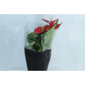 ANTHURIUM MICHIGAN P17 PREMIUM