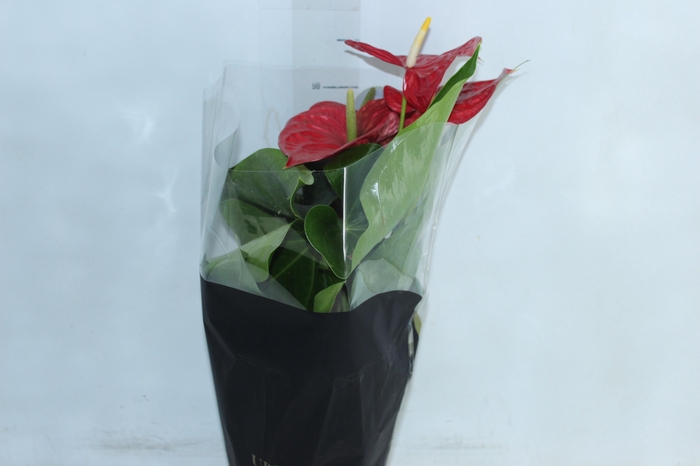 <h4>ANTHURIUM MICHIGAN P17 PREMIUM</h4>