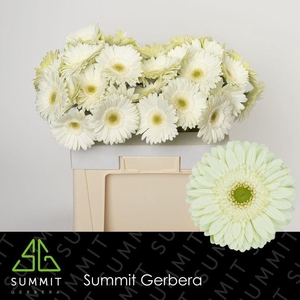 Gerbera Mint Water