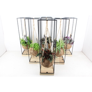 arr3 Kokoplant - Hang frame XL x6