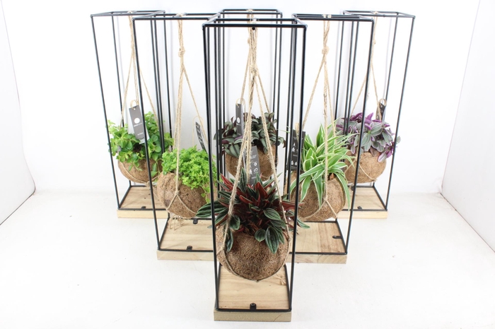 <h4>arr3 Kokoplant - Hang frame XL x6</h4>