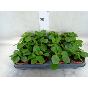Pilea peperomioides