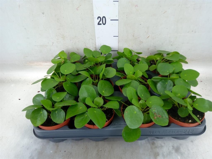 <h4>Pilea peperomioides</h4>