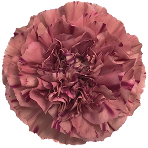 <h4>DIAN.ST. Vortex</h4>