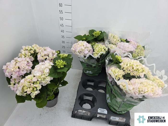 <h4>HYDR M MONTREAL</h4>