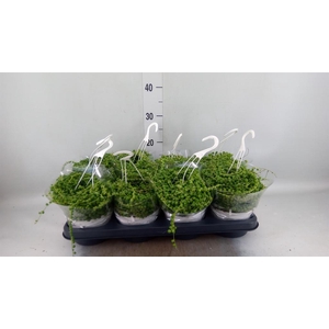 Senecio rowleyanus
