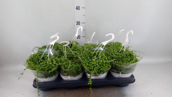 <h4>Senecio rowleyanus</h4>