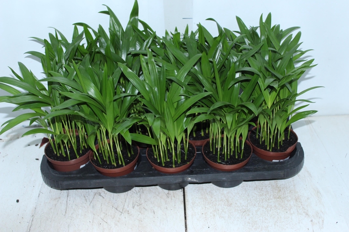 <h4>ARECA BAMBU P11</h4>