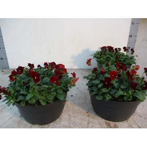 VIO CO EM RED BLOTCH