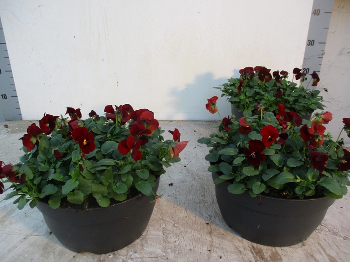 <h4>VIO CO EM RED BLOTCH</h4>