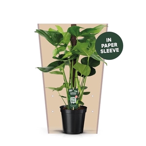 Monstera Deliciosa 70 kratiste stok Papieren Hoes