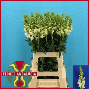 Antir Poto Earl Whit