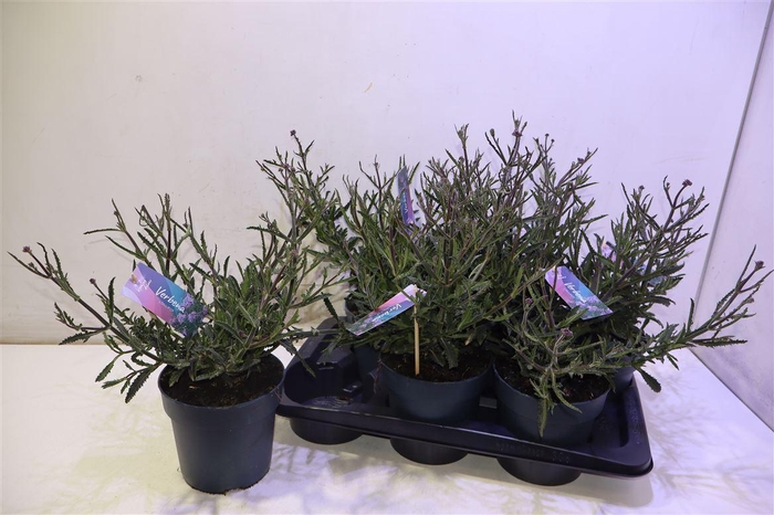 <h4>Verbe Bonariensis</h4>