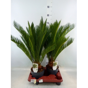 Cycas revoluta