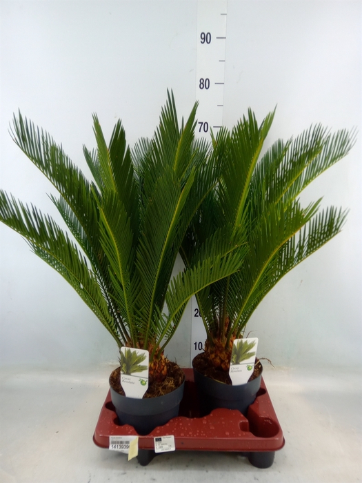 <h4>Cycas revoluta</h4>