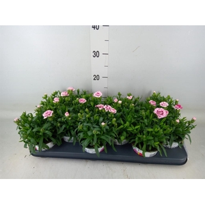 Dianthus  'Oscar Purple Star'